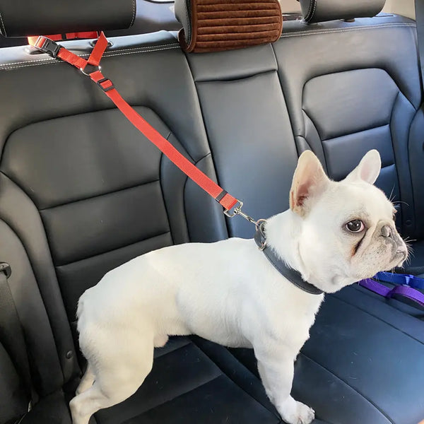 Nylon Pet Seatbelts - The Next Door Neighbor 