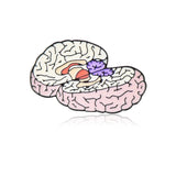 Medical Anatomy Brain Pin