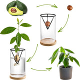 Glass Avocado Seed Vase with Triangle Bracket and Bamboo Base