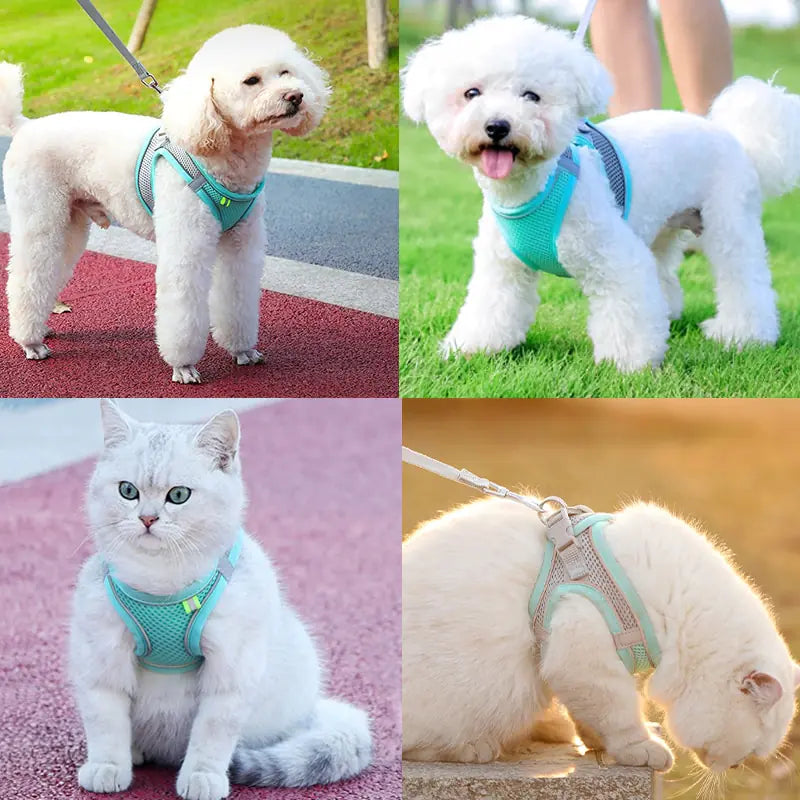 Escape Proof Small Pet Harness - The Next Door Neighbor 